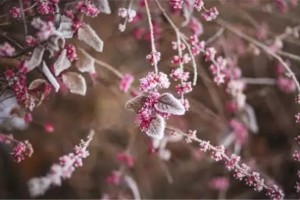 小寒天，让力巨人集成灶来守护你的<span class=